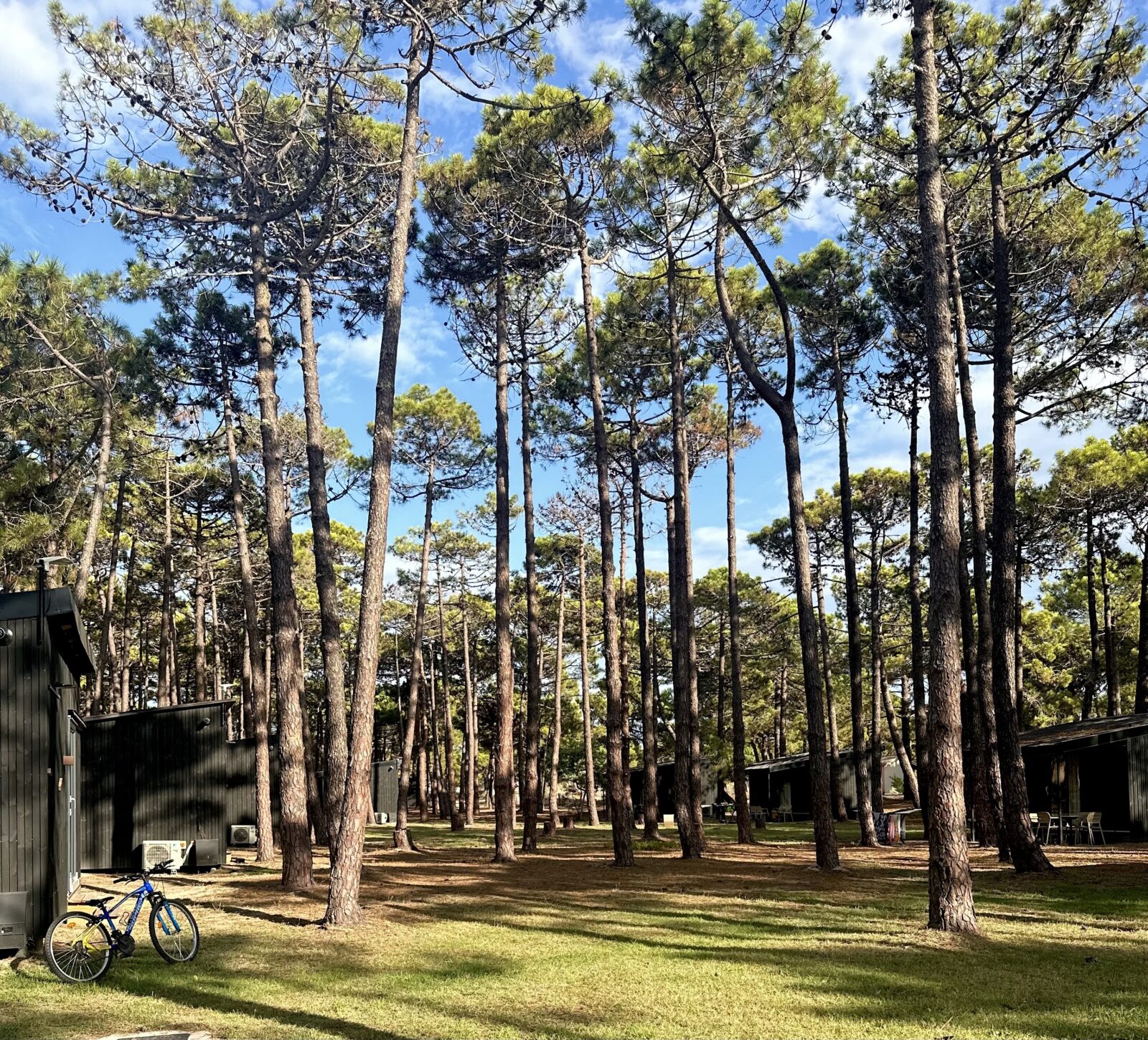 Bungalows dans la pinède